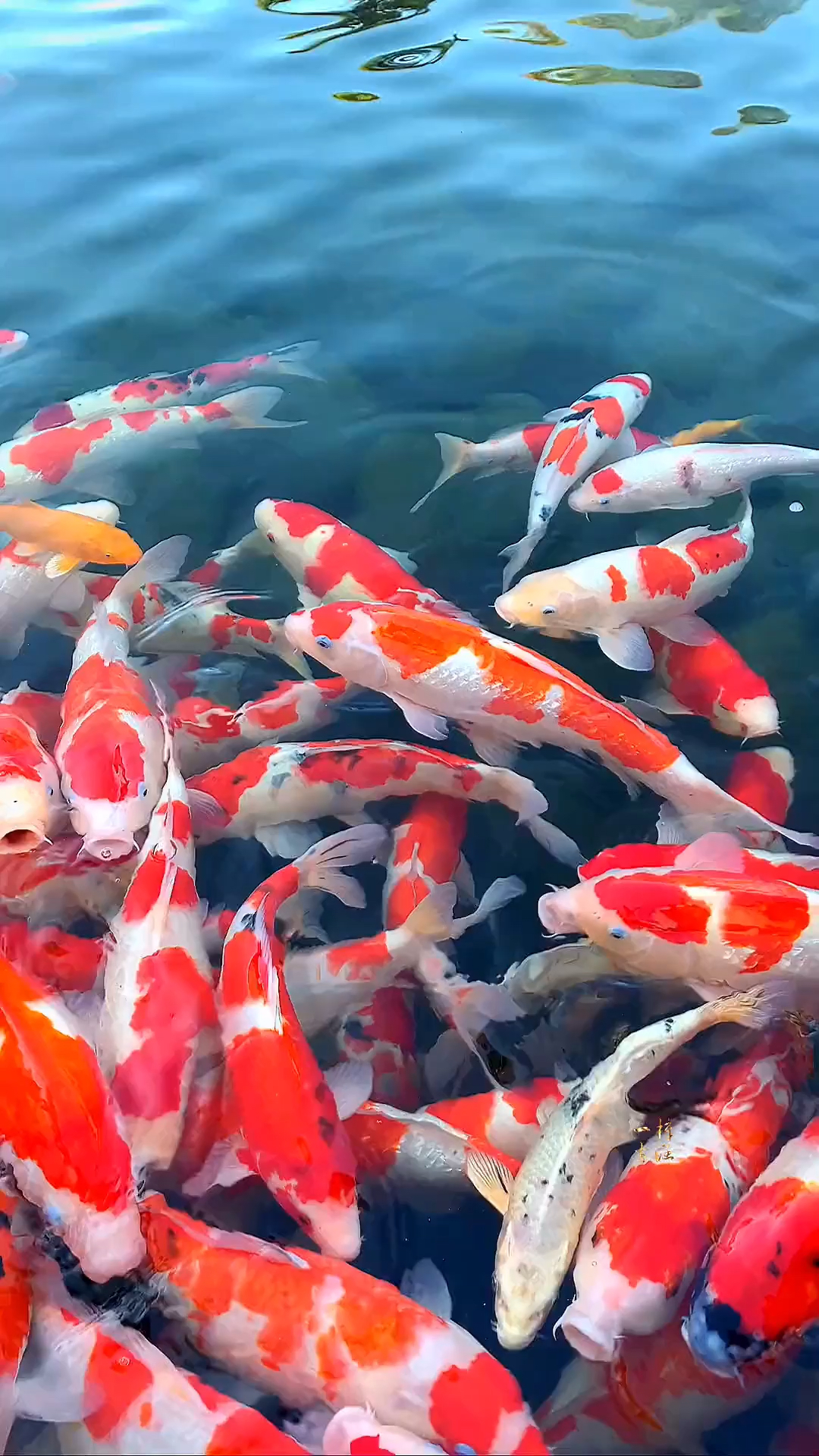 这一池的锦鲤,惊扰了谁的梦?