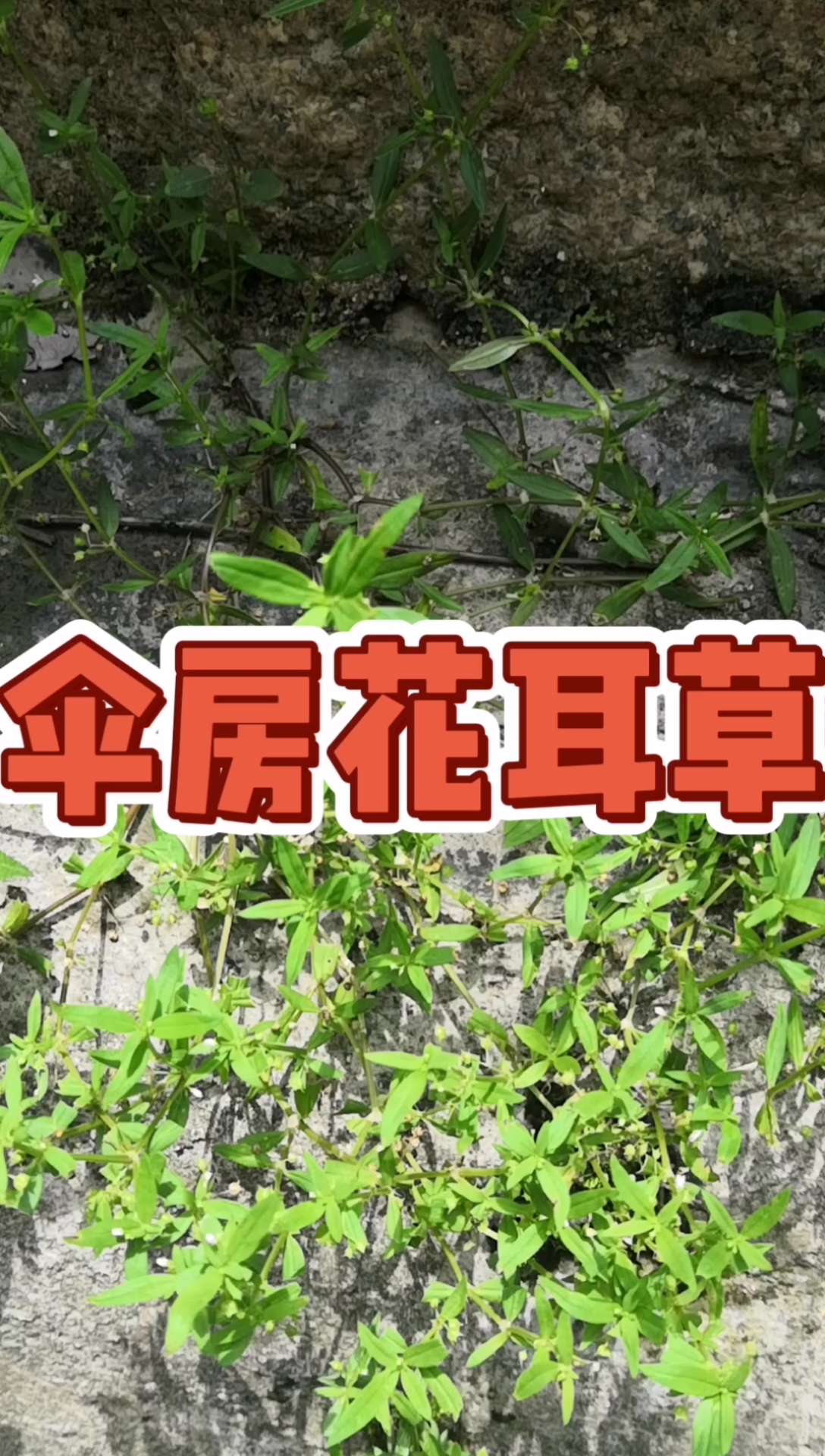 寻百草识百草,伞房花耳草