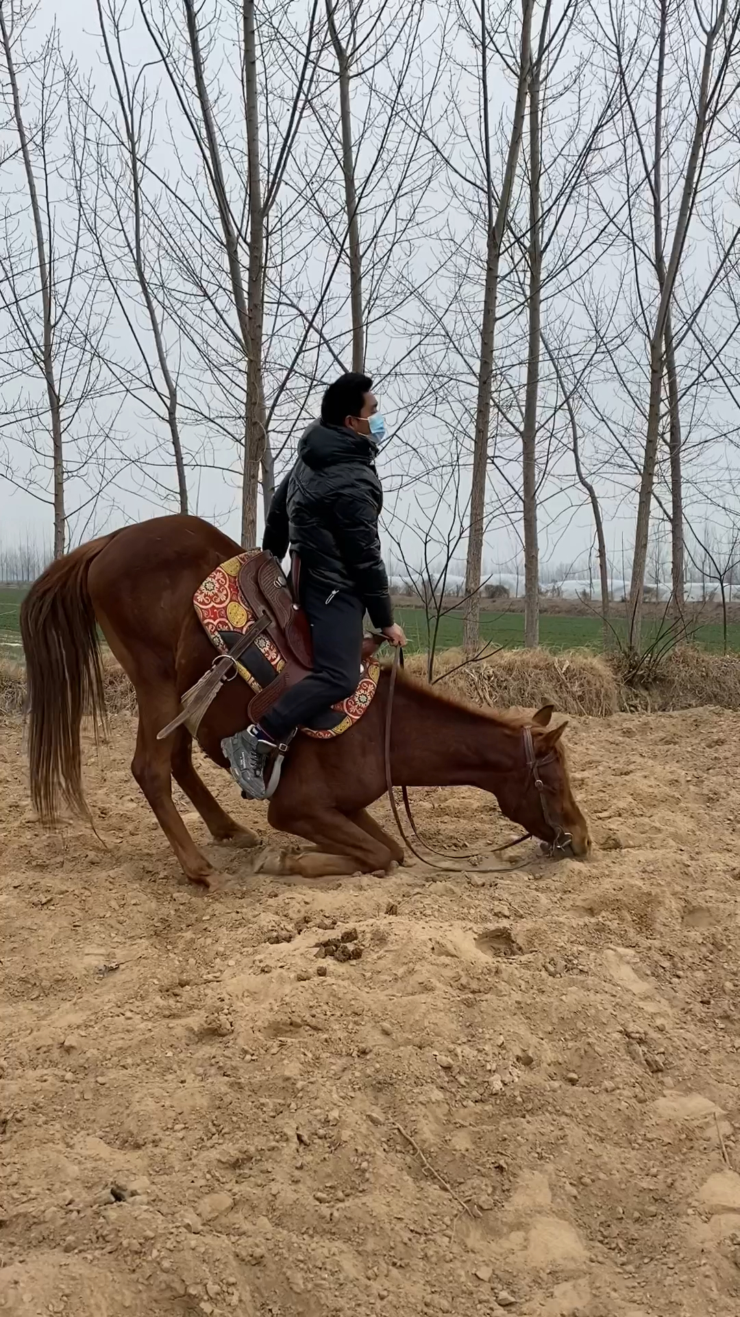 马卧倒训练追风也会这个技能
