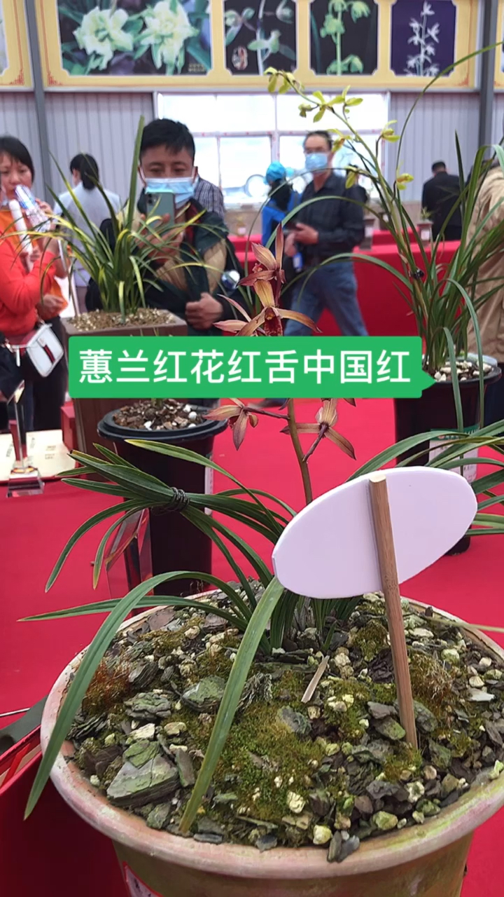 蕙兰非常漂亮的蕙兰红花红舌中国红