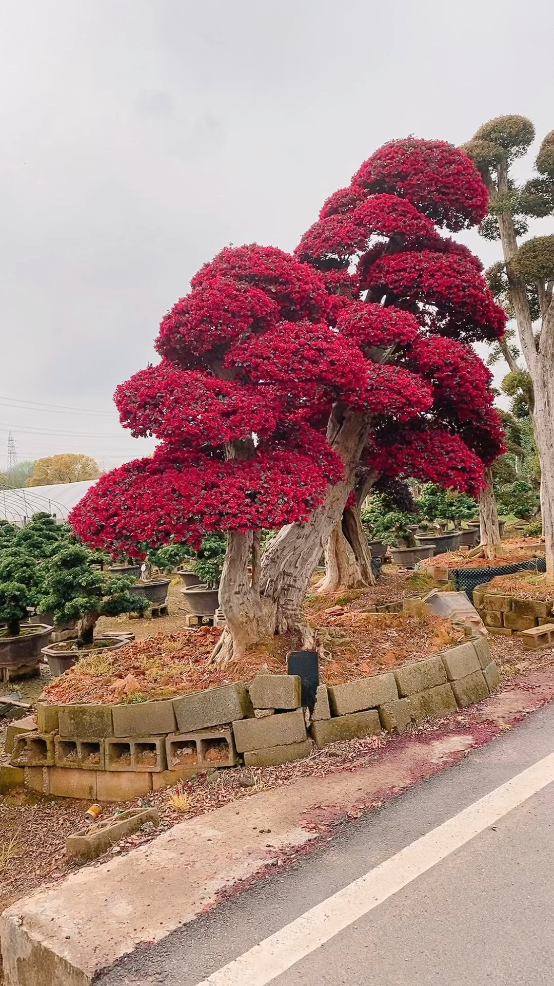 百年老古董红花檵木