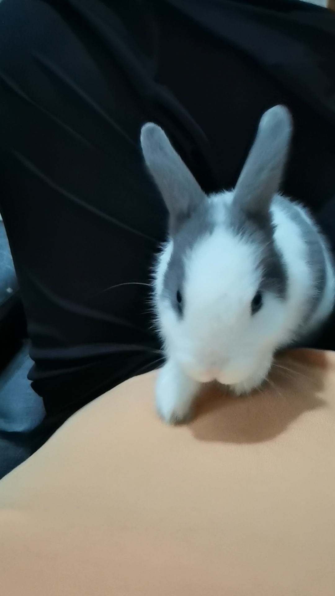 这傻兔子是在刨什么?衣服都要被抓破了