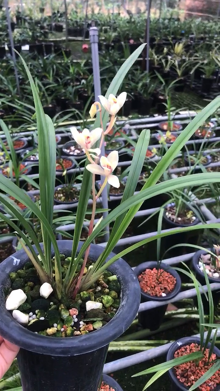 建兰玉芙蓉带花苞