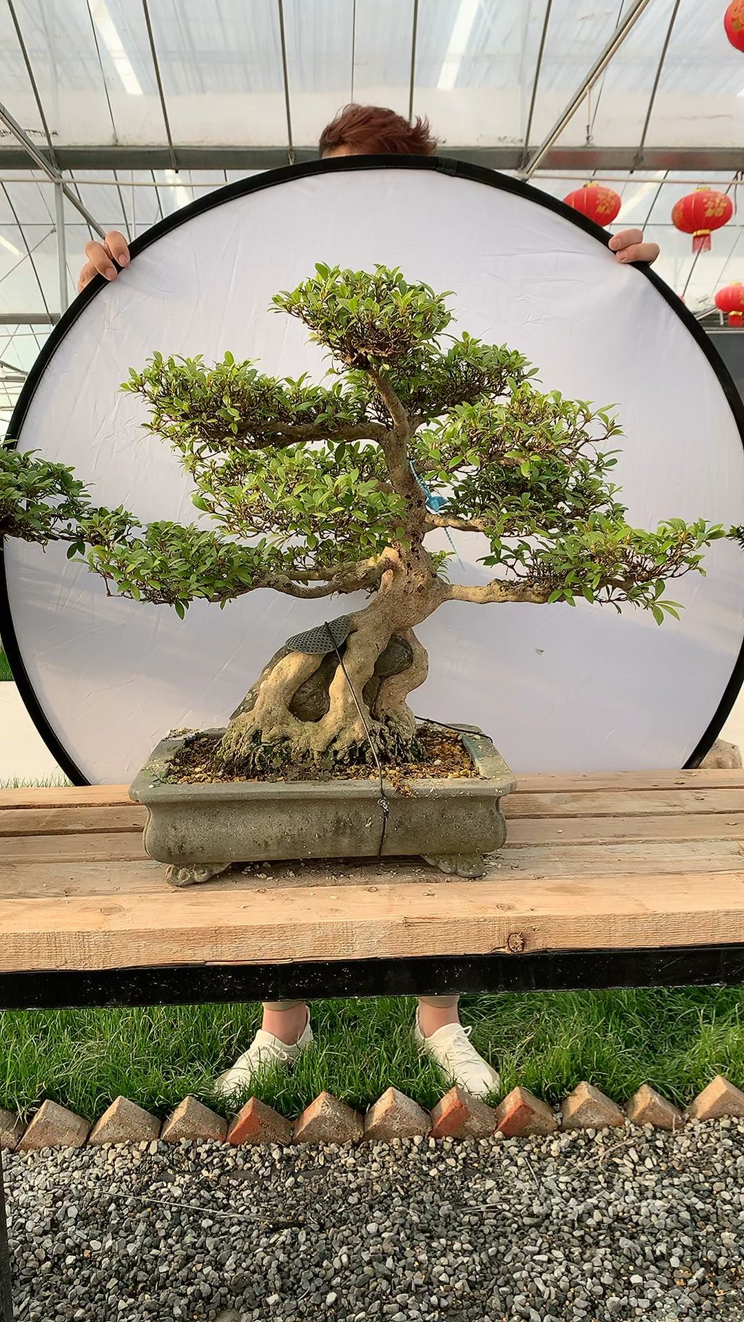 附石皋月杜鹃满树花苞
