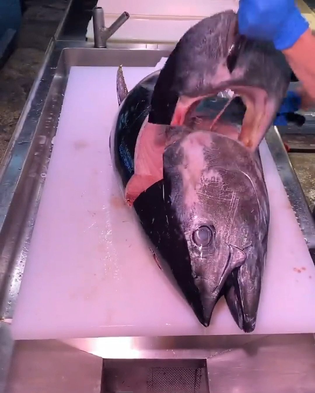 这就是珍贵且稀少的金枪鱼下巴,每条鱼身上只有这么两小块!