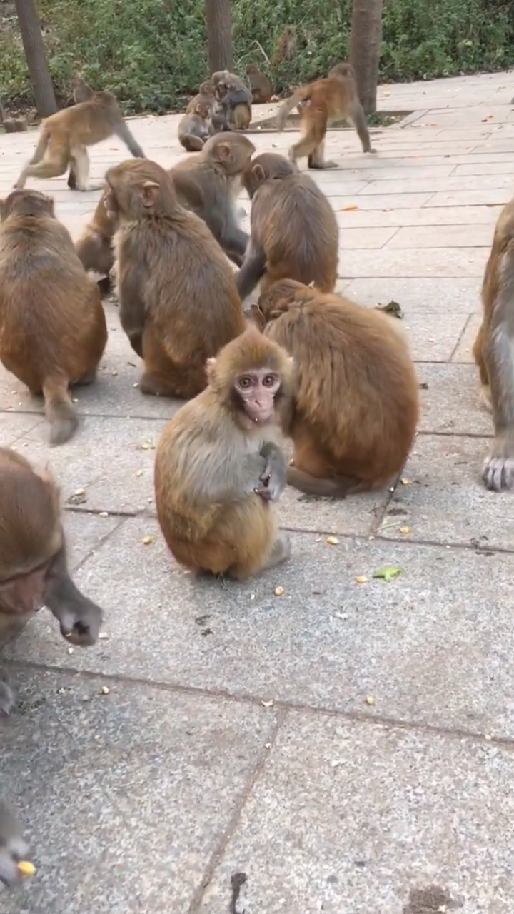 猴子们的群居生活关爱保护野生动物人人有责