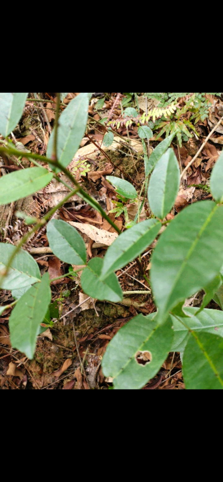 认识中草药之两面针叶子