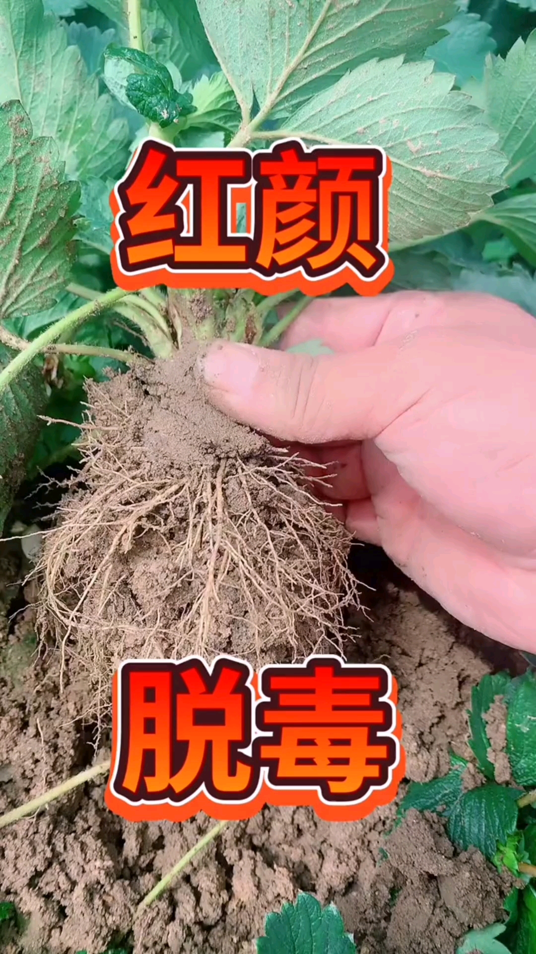 脱毒草莓苗繁育基地,八月份大量出圃