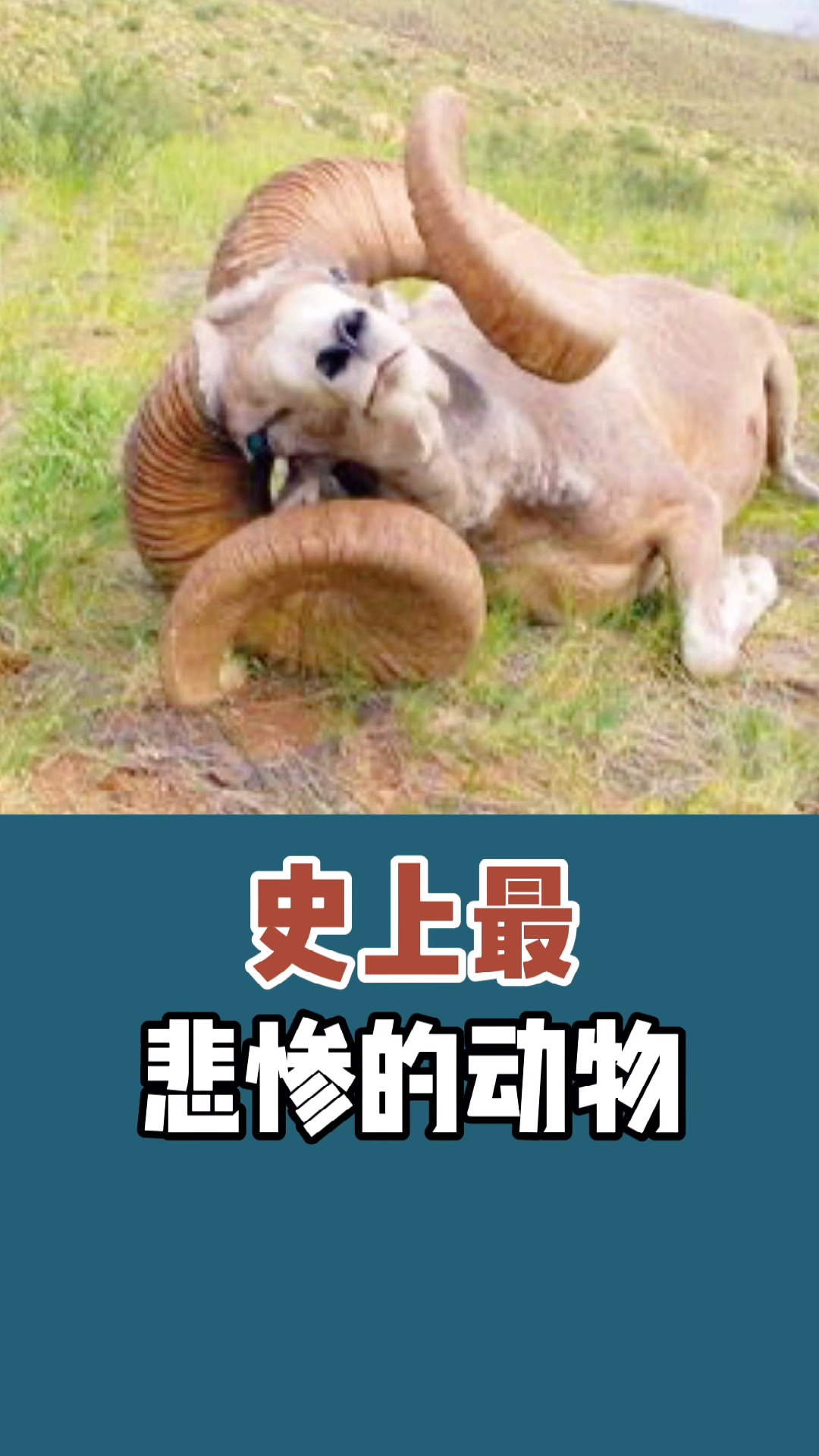 奇闻趣事抢先看#动物世界里的规则!