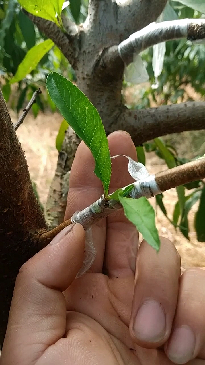 桃树嫁接技术人分享,操作方便