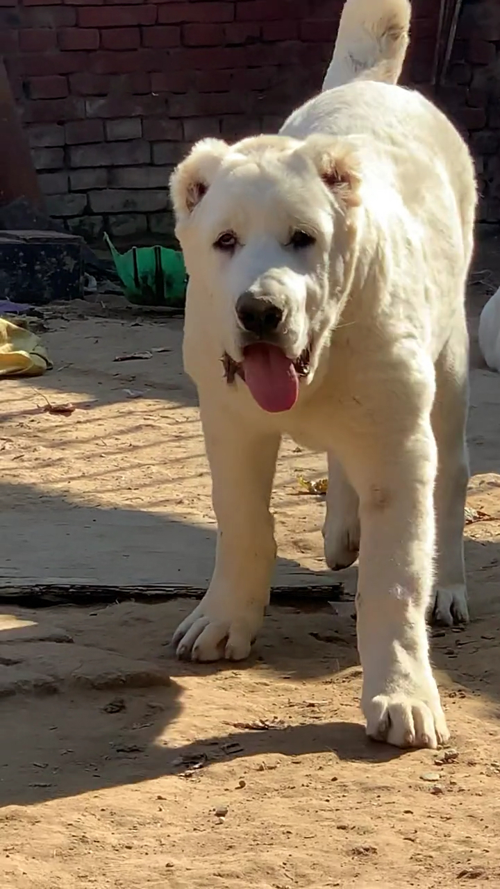 中亚牧羊犬高端纯白中亚