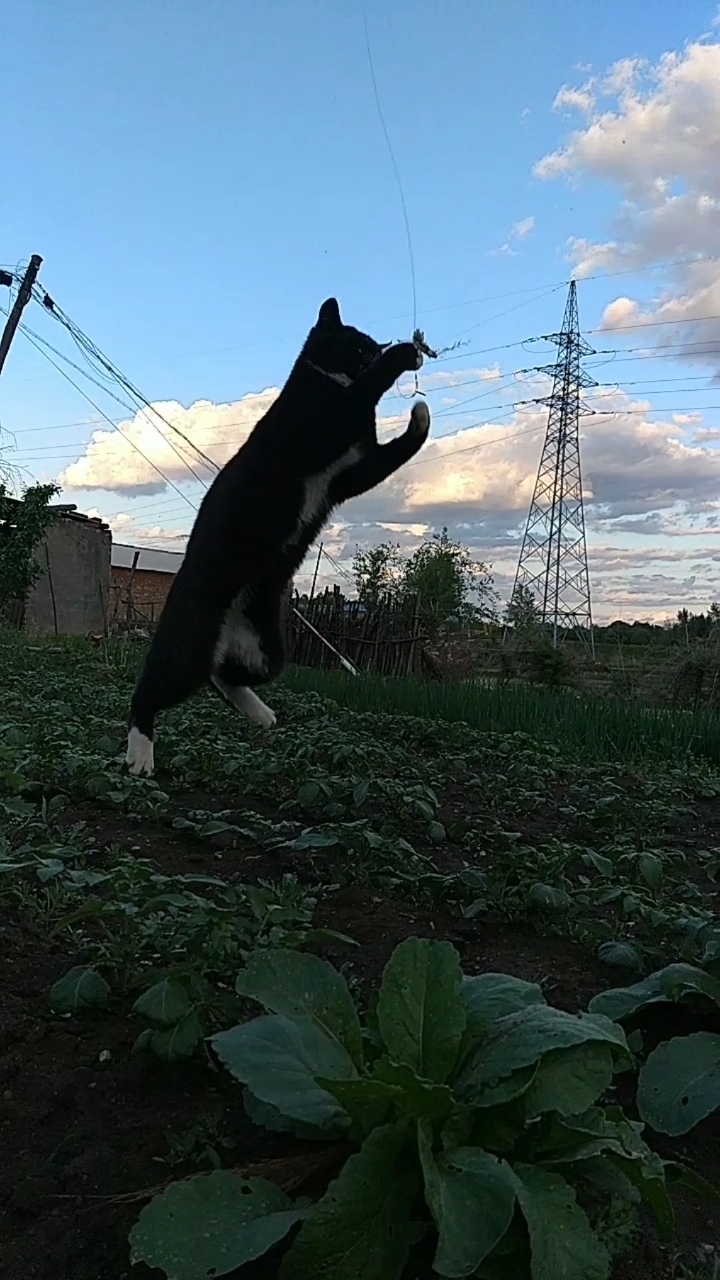 田园功夫猫#田园功夫飞天猫