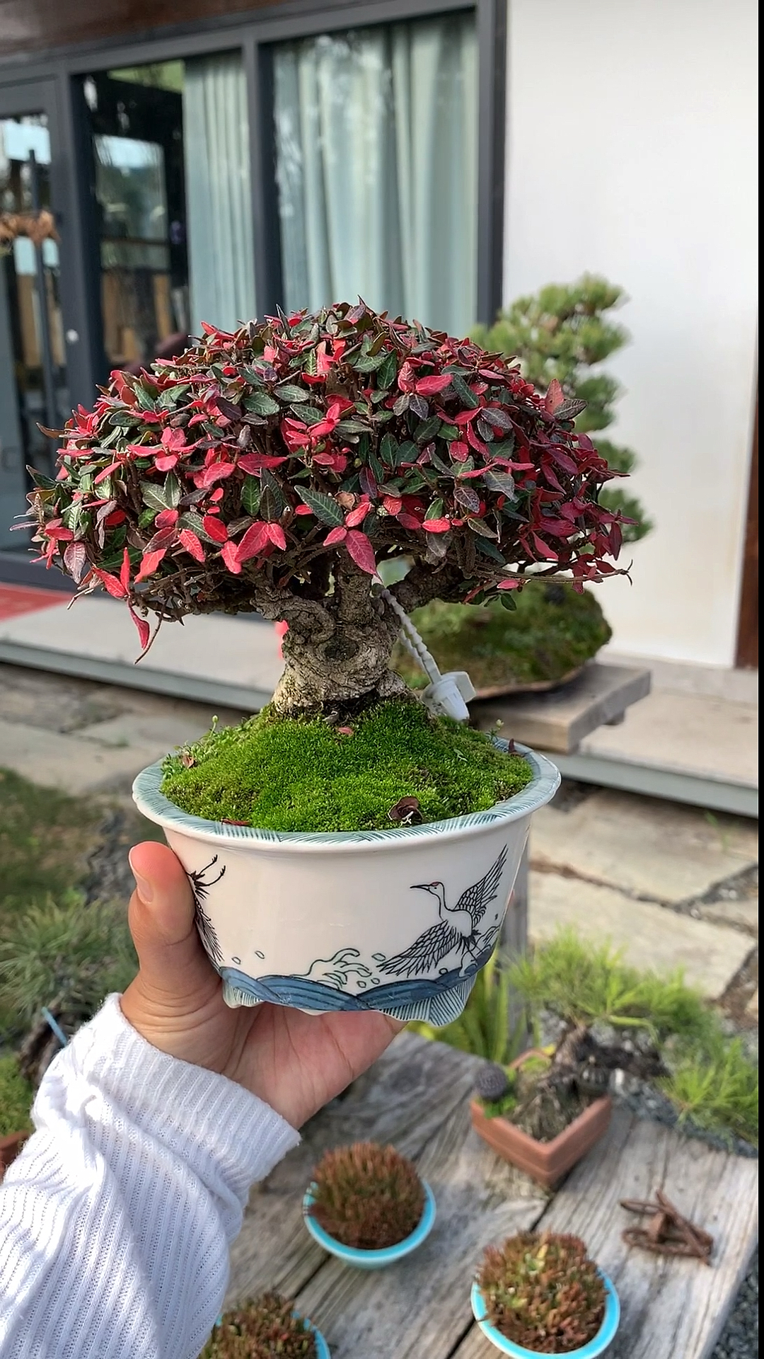 我要上热门#缩缅葛盆景,小叶络石!稀有名贵品种