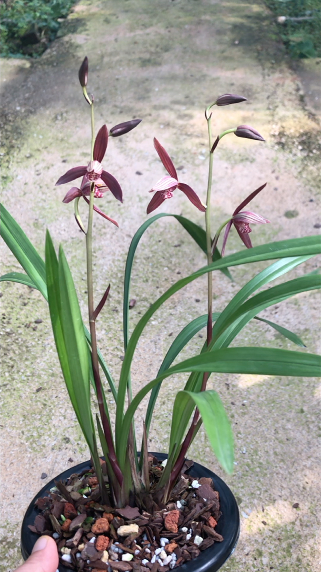 兰花鉴赏#暮山紫.