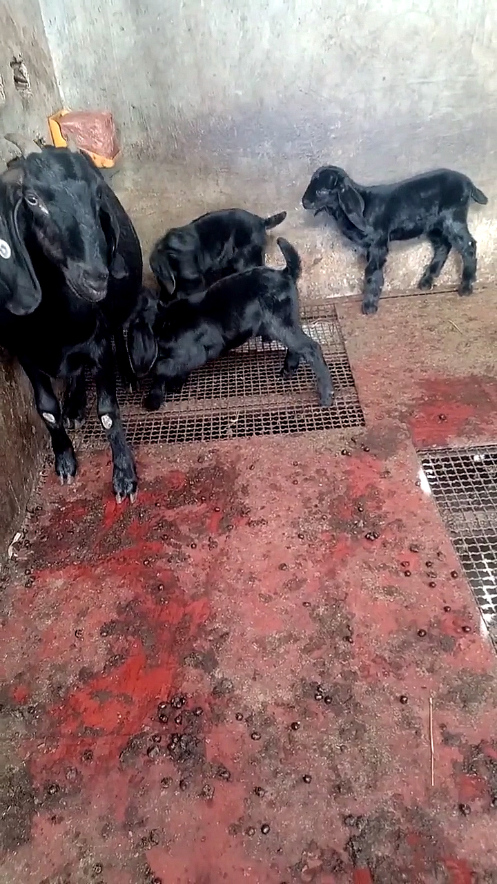 黑山羊妈妈下了个三胞胎,健康活波的黑山羊小羊羔真的是爱了,晚上多加