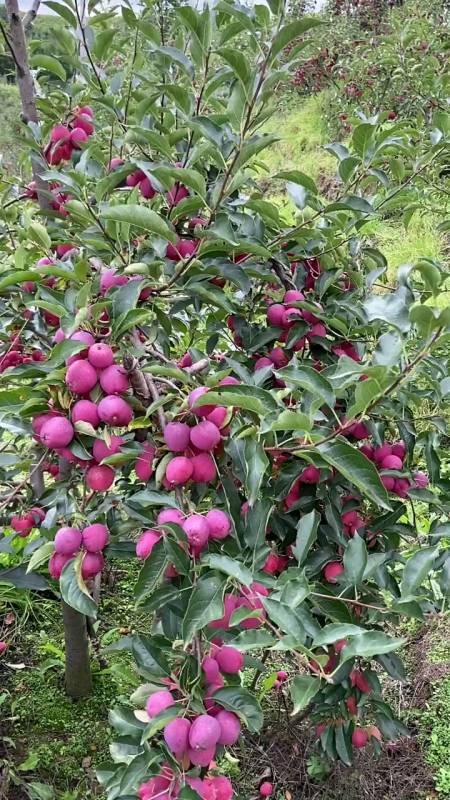 鸡心果树苗育苗基地秋后大量出圃