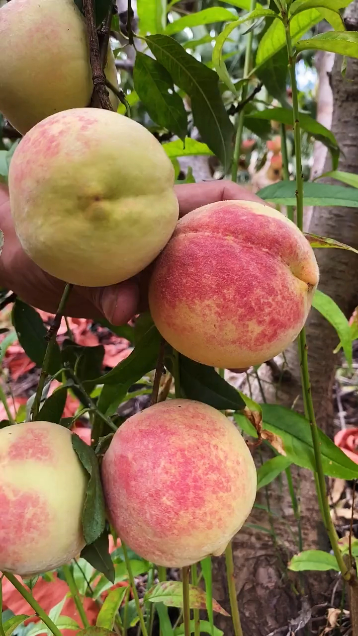 最晚成熟的大冬桃