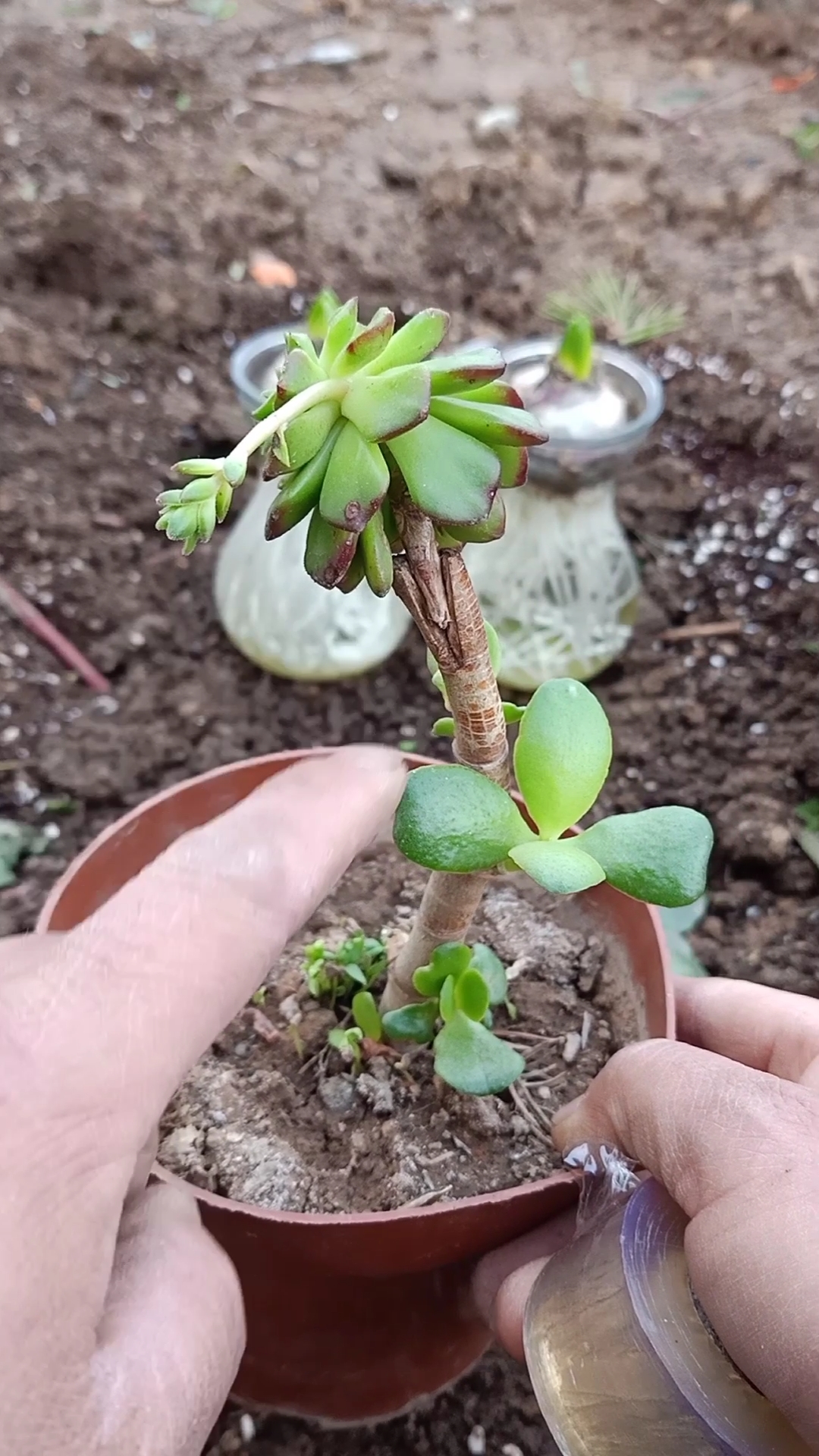 嫁接技术#玉树嫁接吸财树技巧,成活率极高