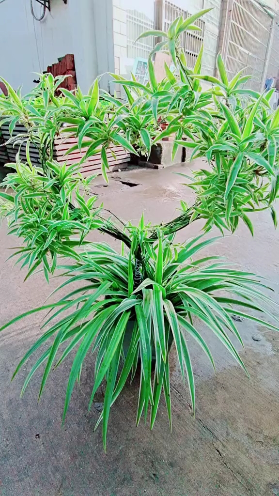 雨停了,太阳出来了,吊兰造型的也来了