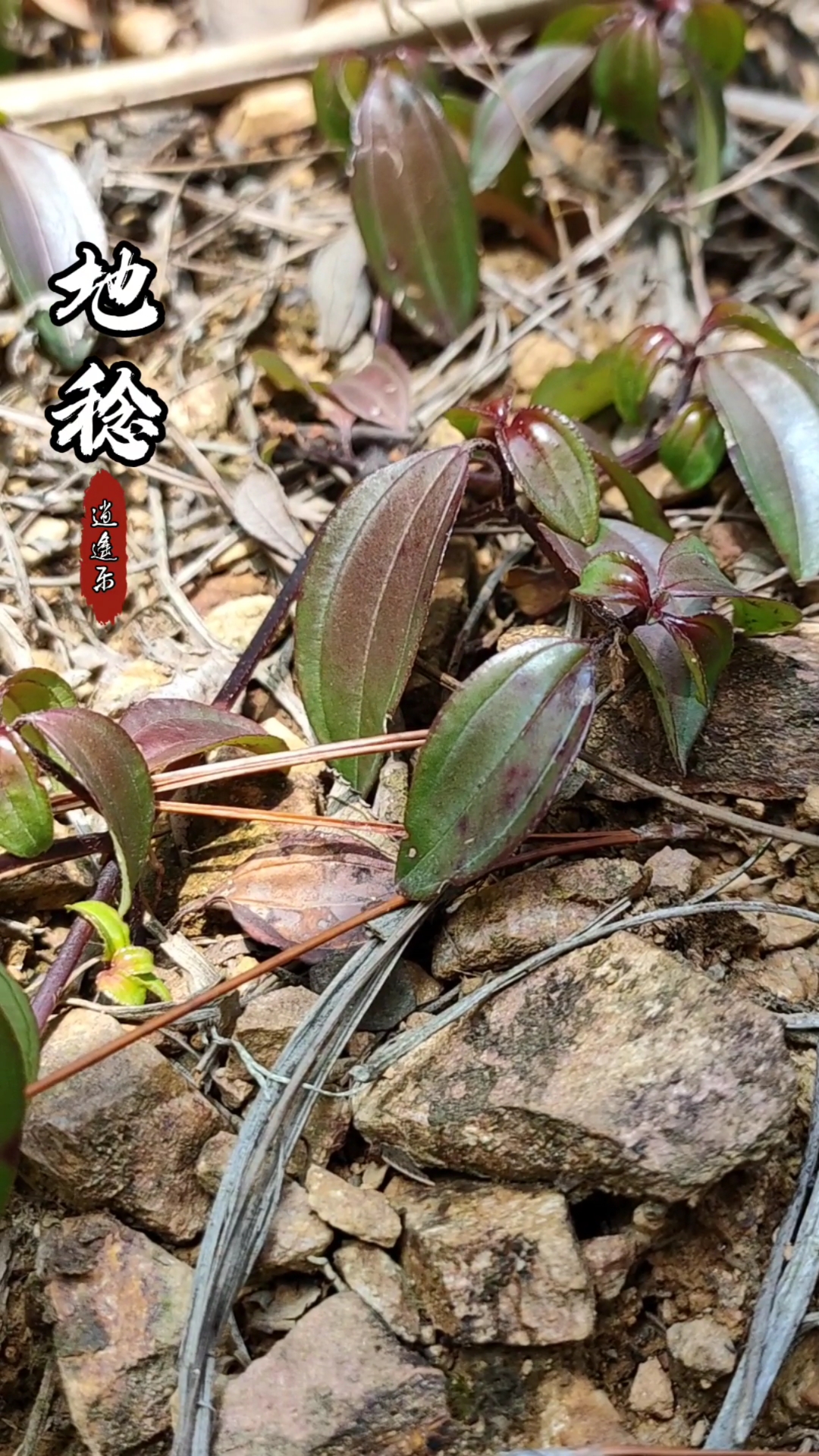 认识中草药#百草中药之地稔,野牡丹科匍匐状小灌木,花期5-7月,果期7