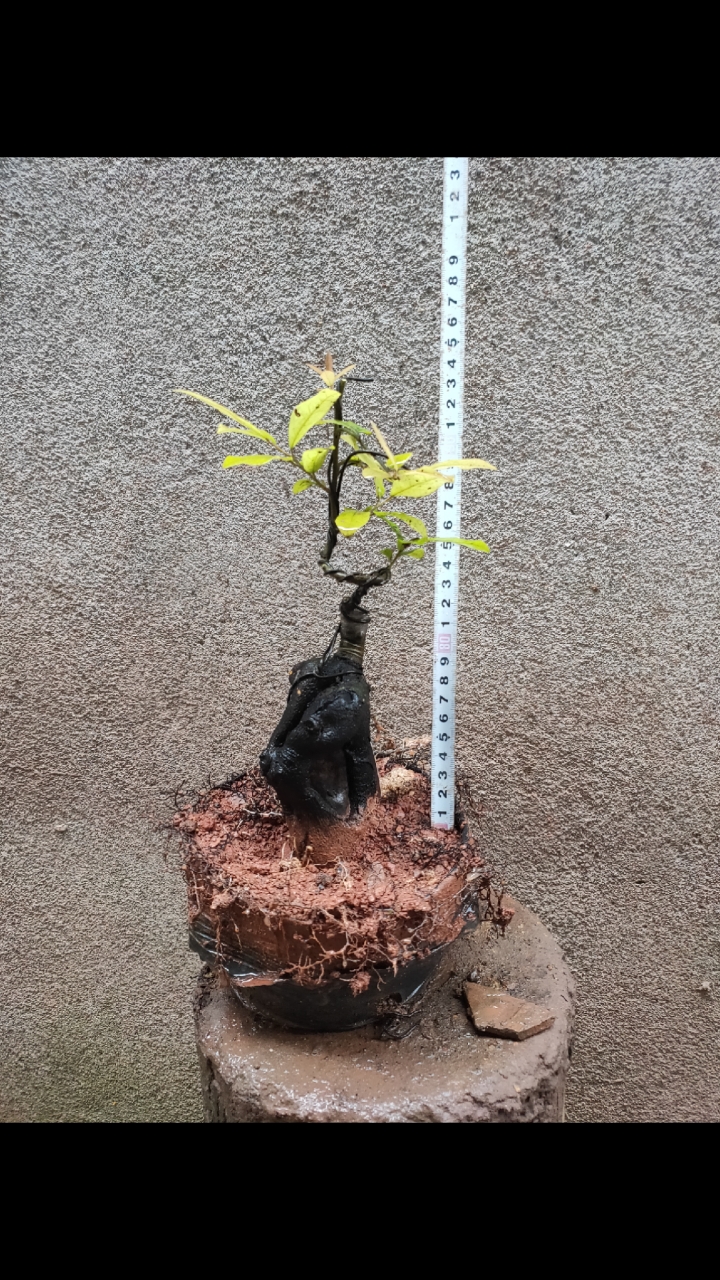 岭南盆景#金弹子坨坨熟桩