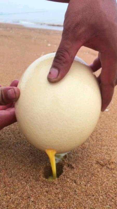 家里公鸡下了个蛋,必须把它给呛出来!