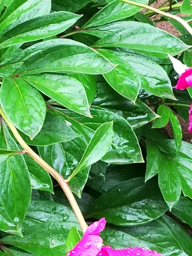 音为有你#细雨轻淋花更娇