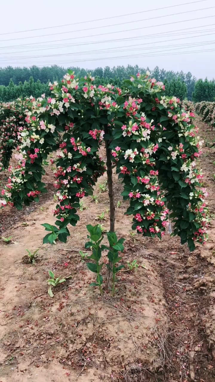 五彩锦带寓意前程似锦.开花彩色,耐寒耐旱满北方都可以栽植