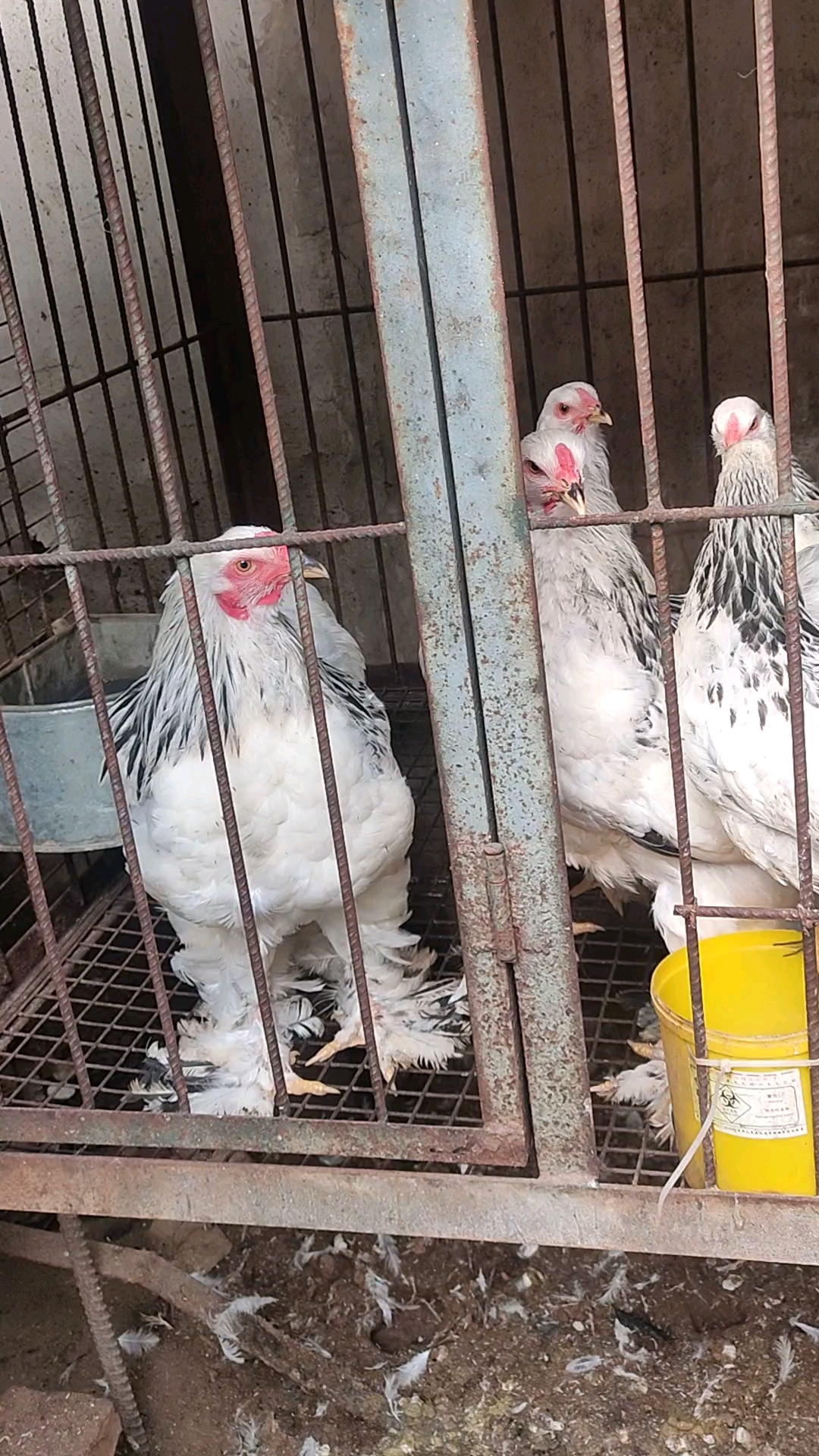 婆罗门鸡苗多少钱一个,婆罗门鸡苗