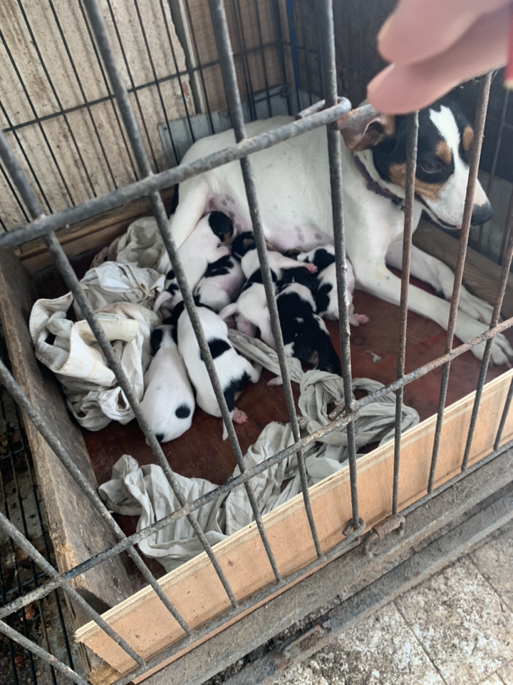 太仓小猎犬出售