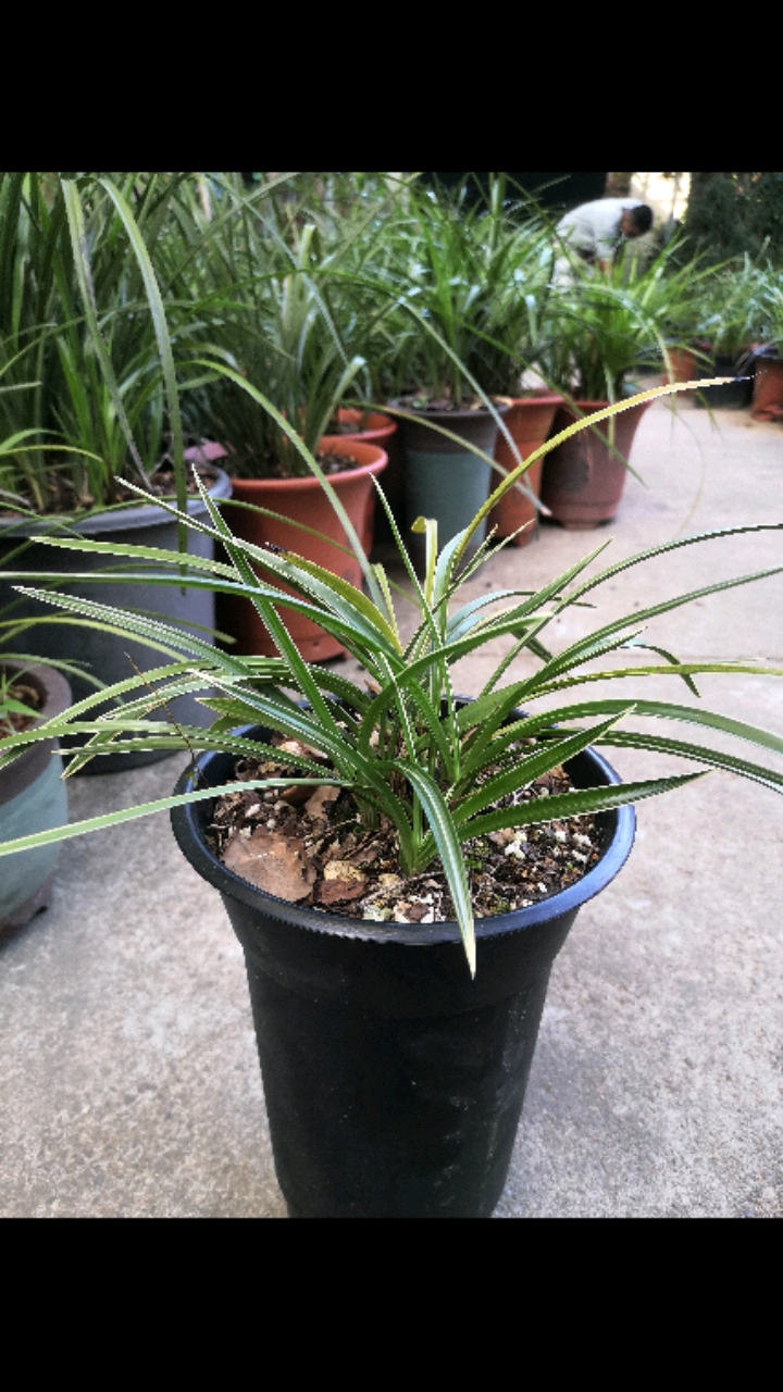 兰花#熟草特矮春兰边艺