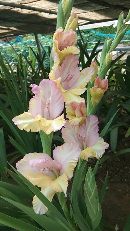 6万林萍君的个人资料90小编看着是挺像的,你们觉得像易烊千玺吗?