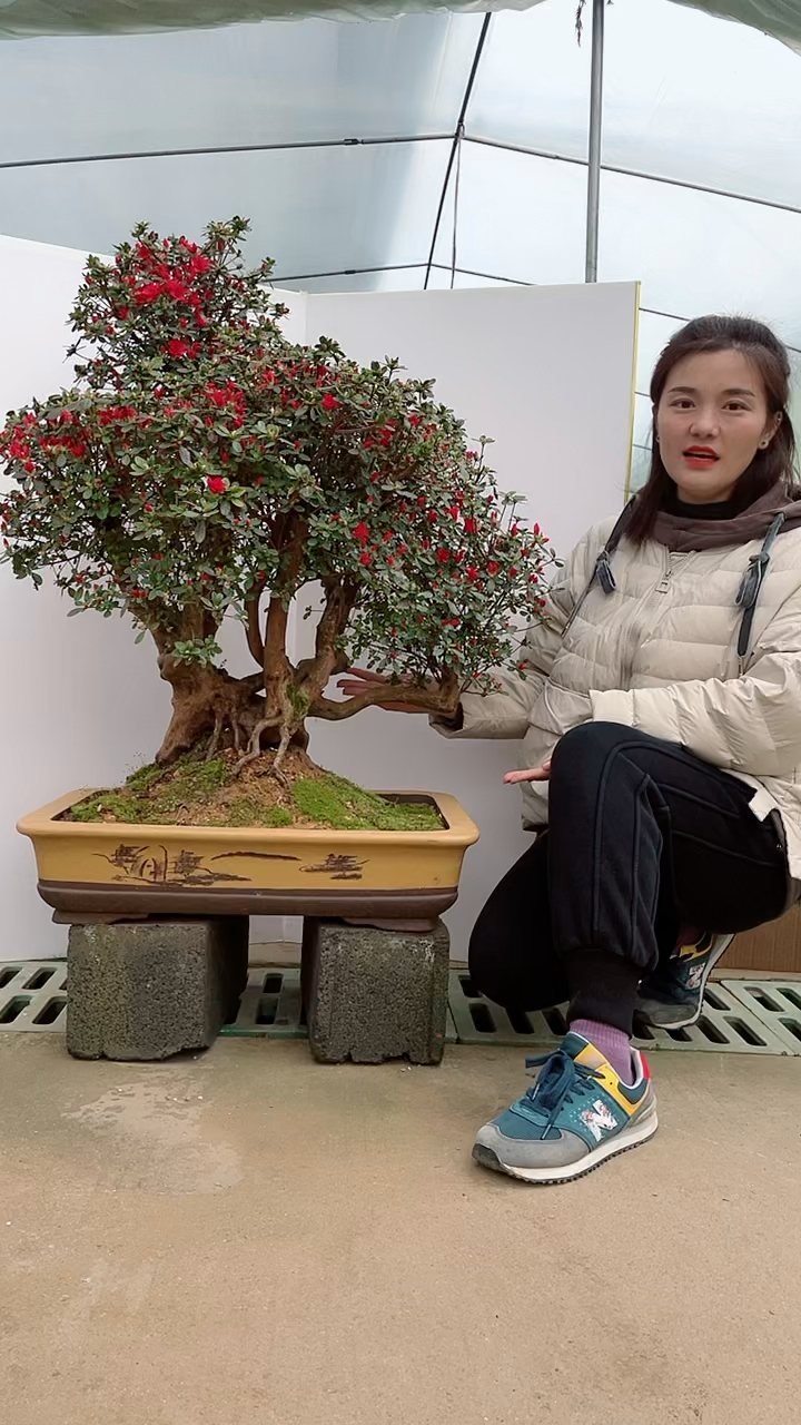 万紫千红杜鹃盆景