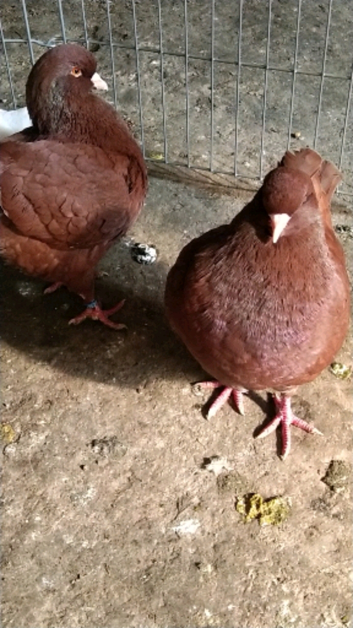 记录生活#中国红大体元宝圆环鸽,适应能力,强繁殖高-度小视