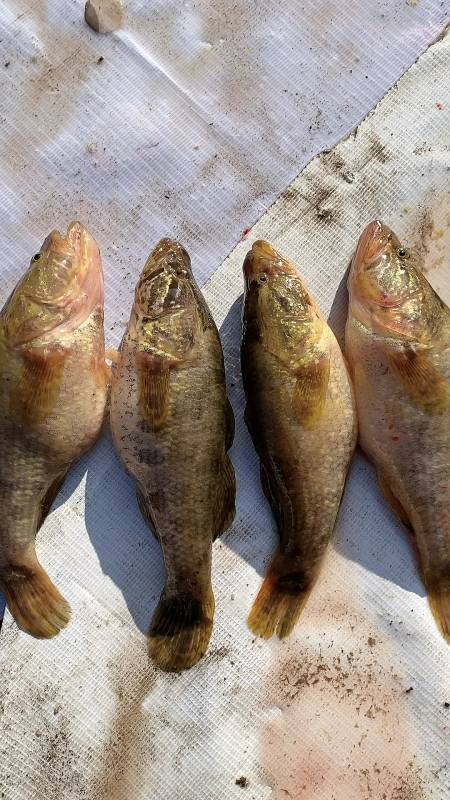 我的这边叫老头鱼,你们那边叫什么鱼