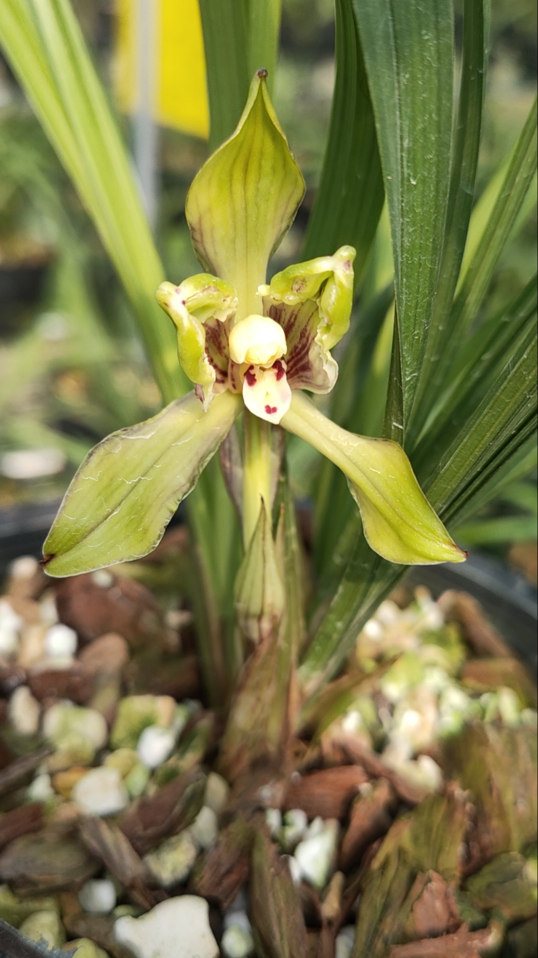 春兰红孩儿兰花开成个一个美人脸大自然就是这么神奇-度小视