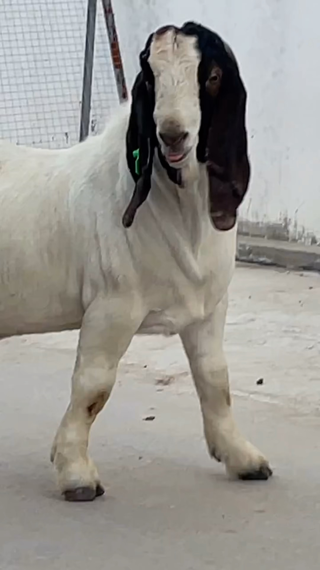 纯种波尔山羊纯种的波尔山羊能长到200多斤