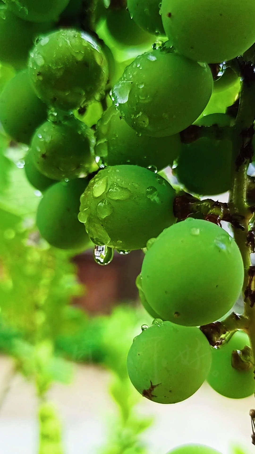 石溪桃花社作品#雨后的葡萄