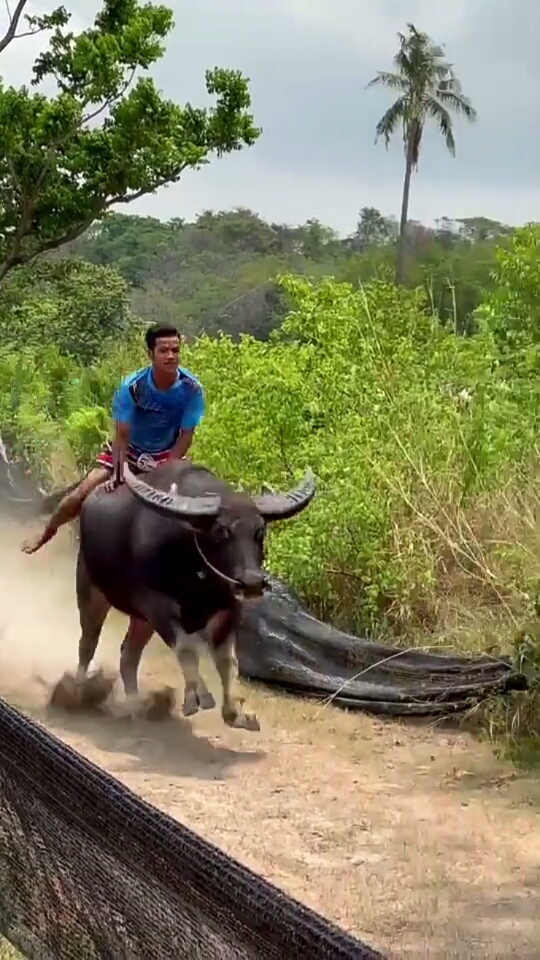 高手在民间#骑牛需谨慎,安全最重要,万一来个急刹,人不就飞出去了吗