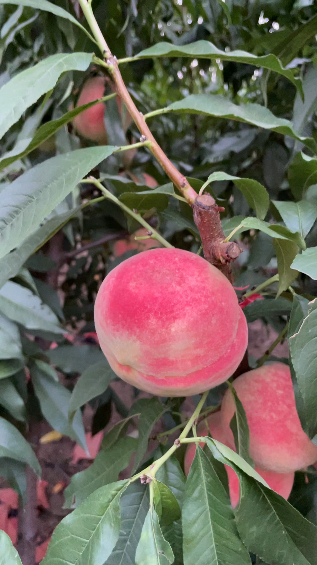 中秋红蜜桃供应中秋节前市场的新品种亩产量7000糖度20平均300克