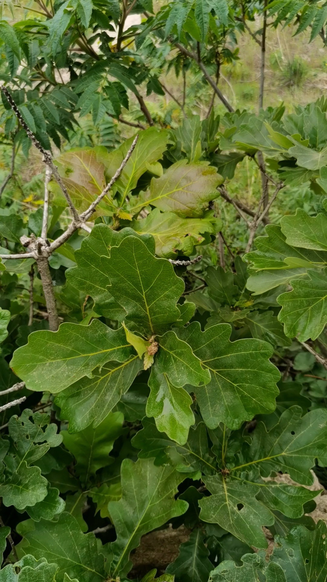 我怎么觉得我的山上到处是宝贝,竟然有可以包粽子的菠萝叶(桲椤叶)