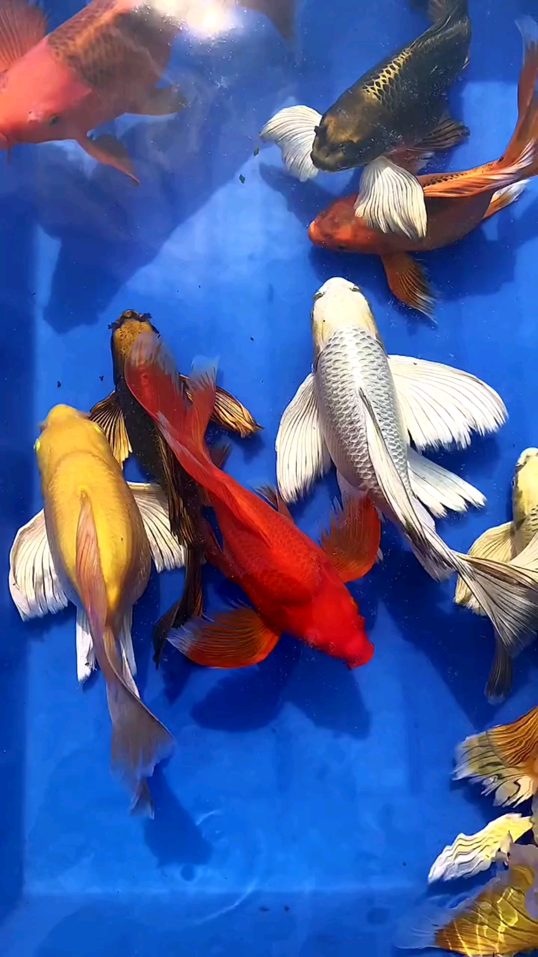 欢天喜地养锦鲤,年年好运财运来,祝大家富贵平安喜乐安康