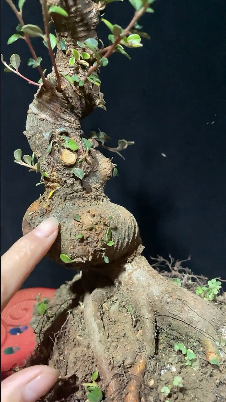 盆景荀子树桩精品荀子喜欢的点点关注