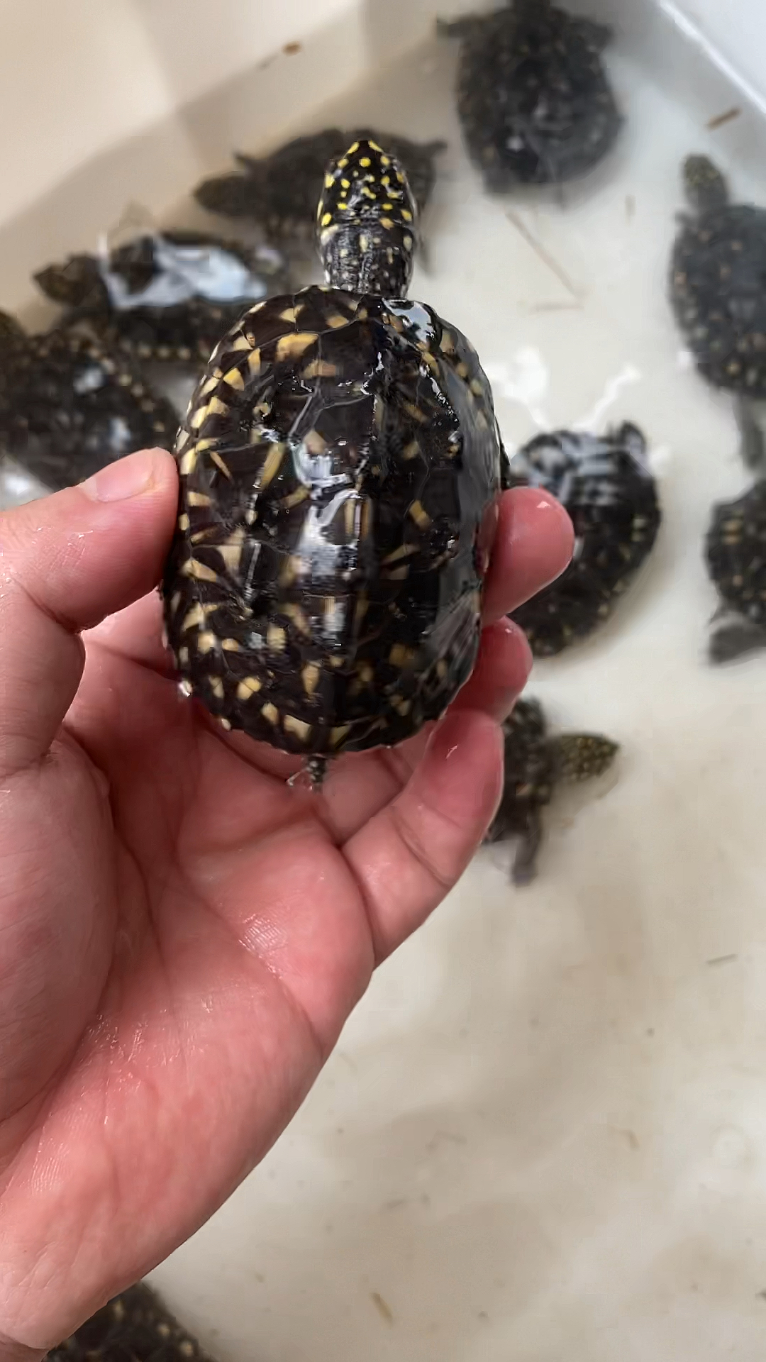 斑点龟太活泼了这深水龟好看又好玩