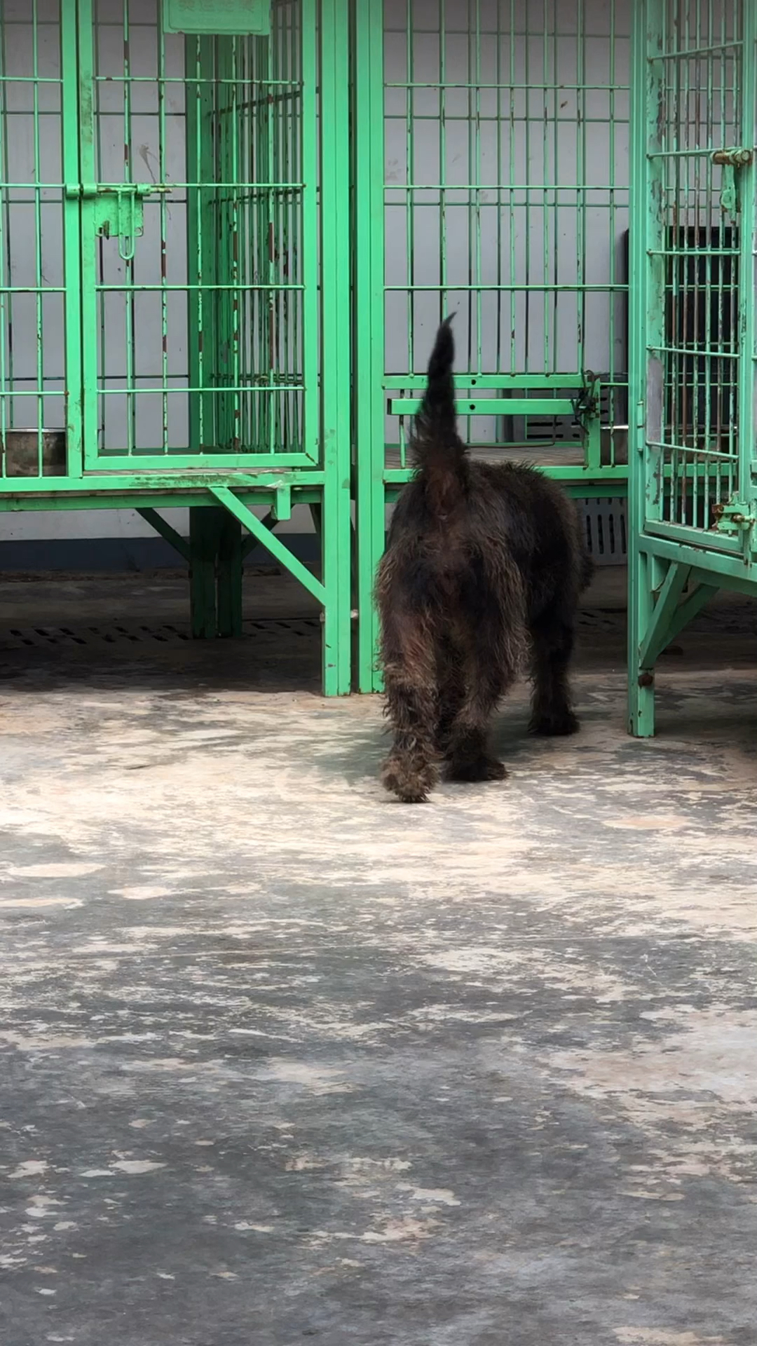 中华田园犬#贵州胡子狗属于什么犬种?