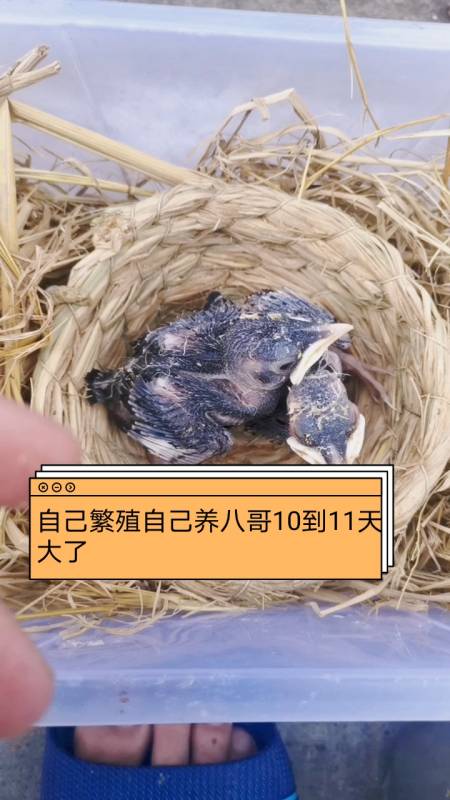 家有萌宠#自己繁殖自己养八哥10到11天大了