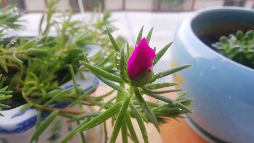 早上7点05分的太阳花