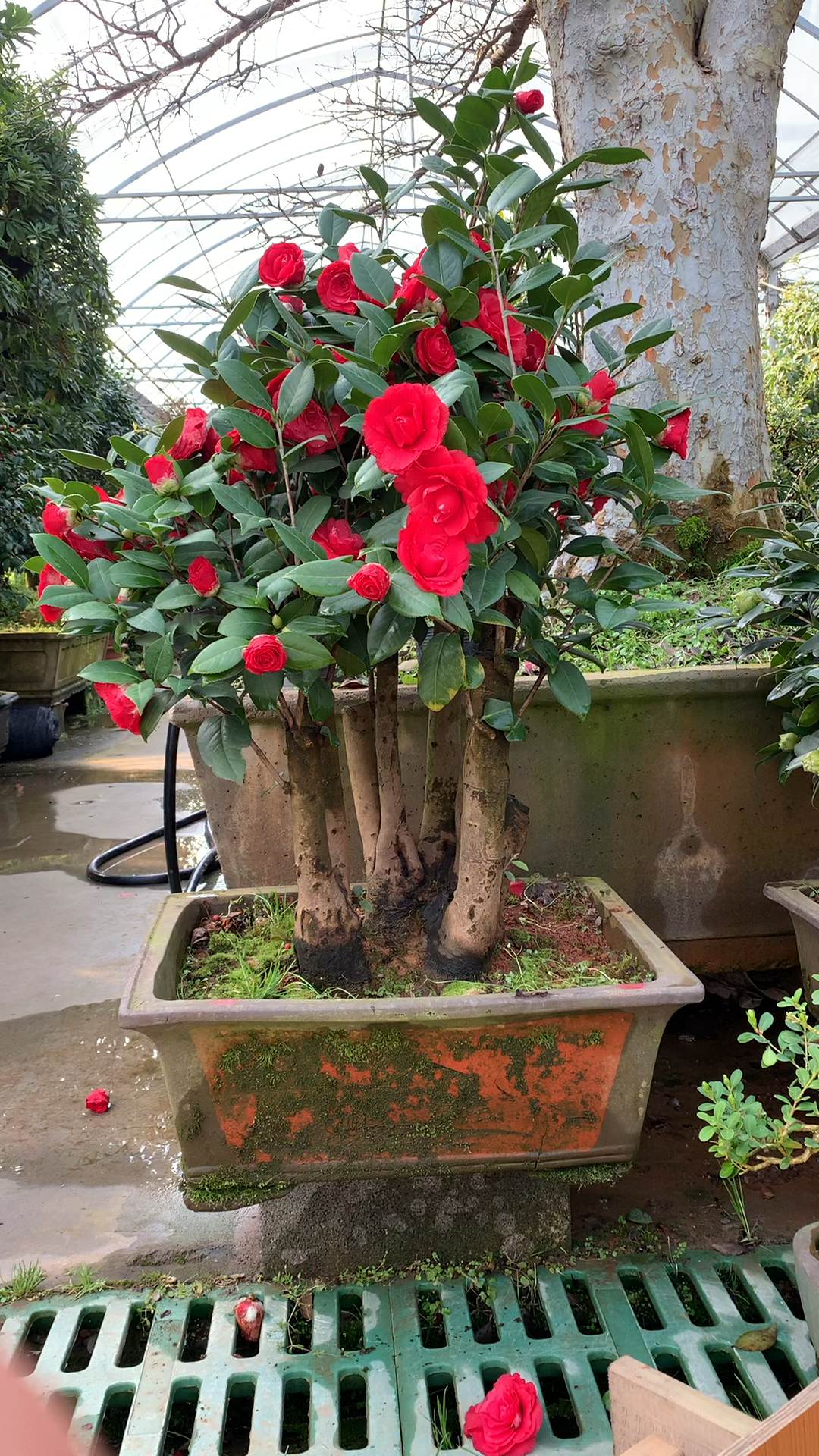 老桩茶花花开富贵