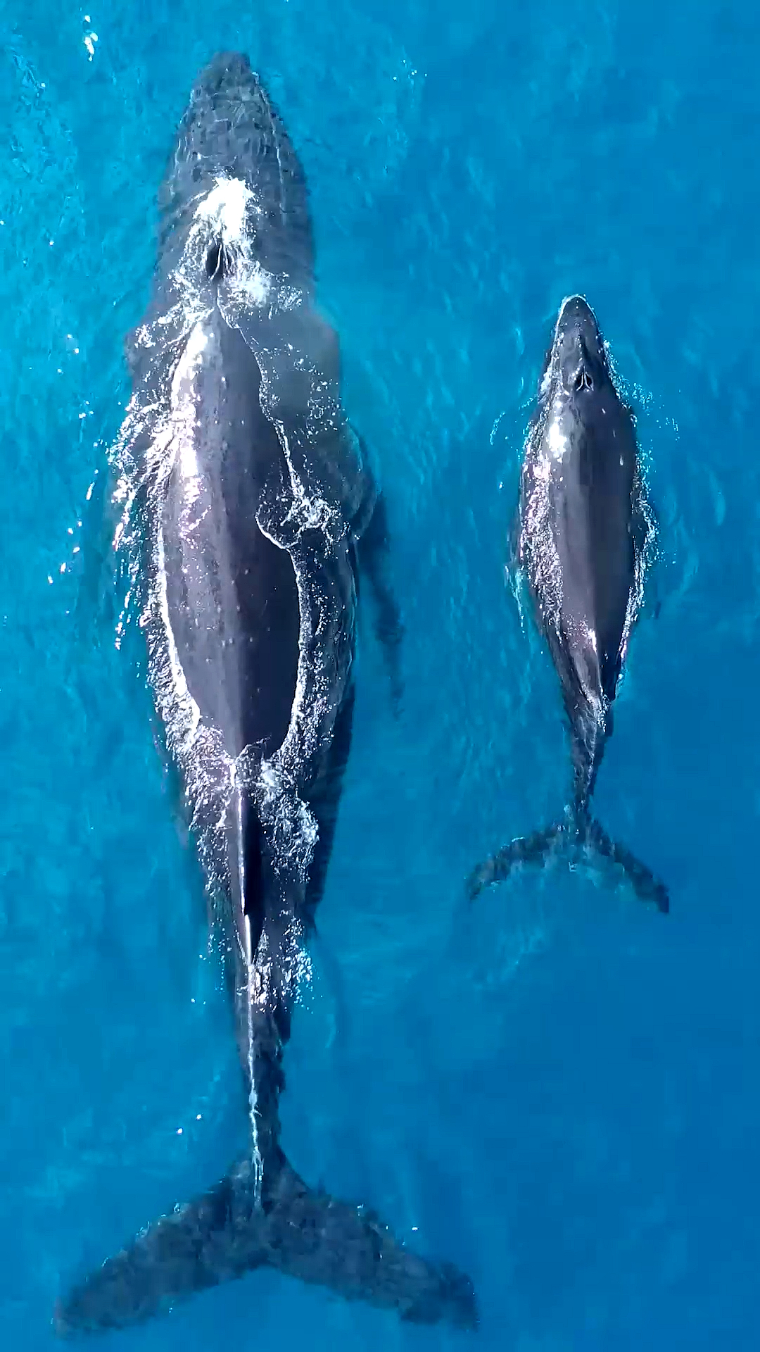 座头鲸#夏威夷群岛座头鲸母子出游