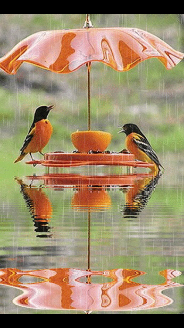 唯美雨中情图片图片